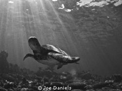Sun Burst Turtle by Joe Daniels 